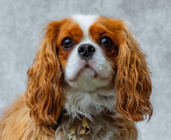 Headshot of Lady  Delilah