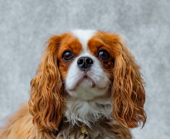 Headshot of Lady  Delilah