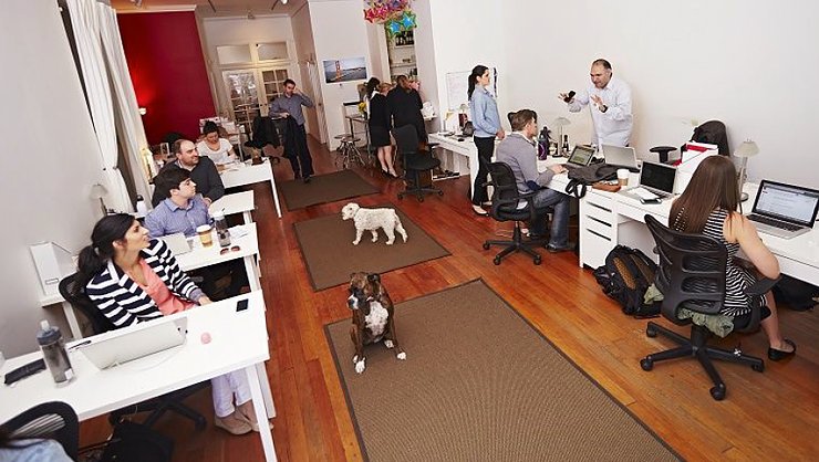 an office has dogs walking around with the staff