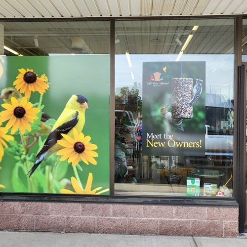 Window Graphics
