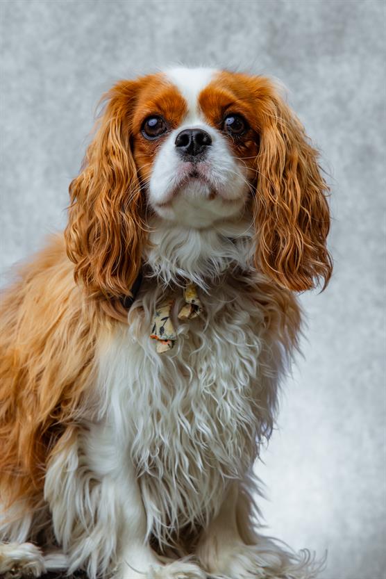Lady   Delilah Photo